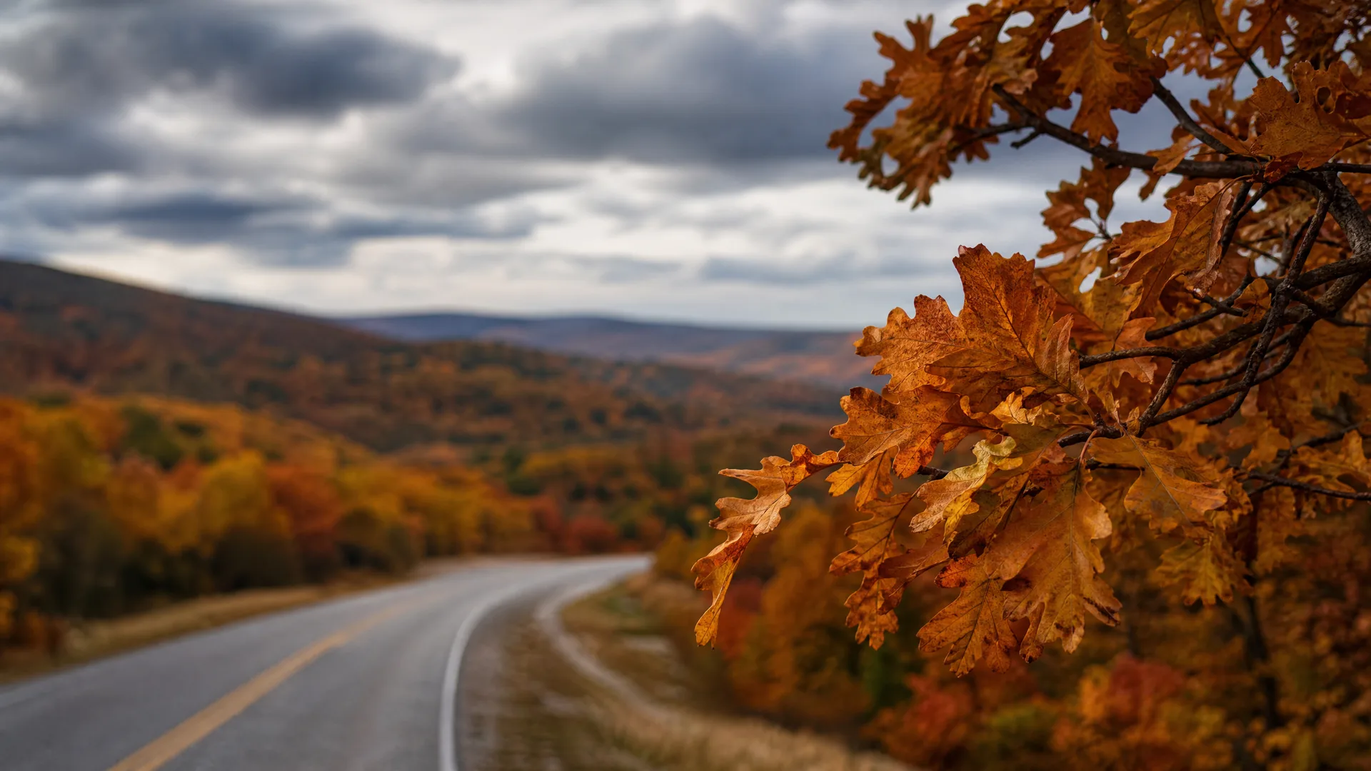 A curving two-lane road with a yellow center line runs through hills of autumn-colored trees under a cloudy sky, with a branch of brown oak leaves in sharp focus at the right.