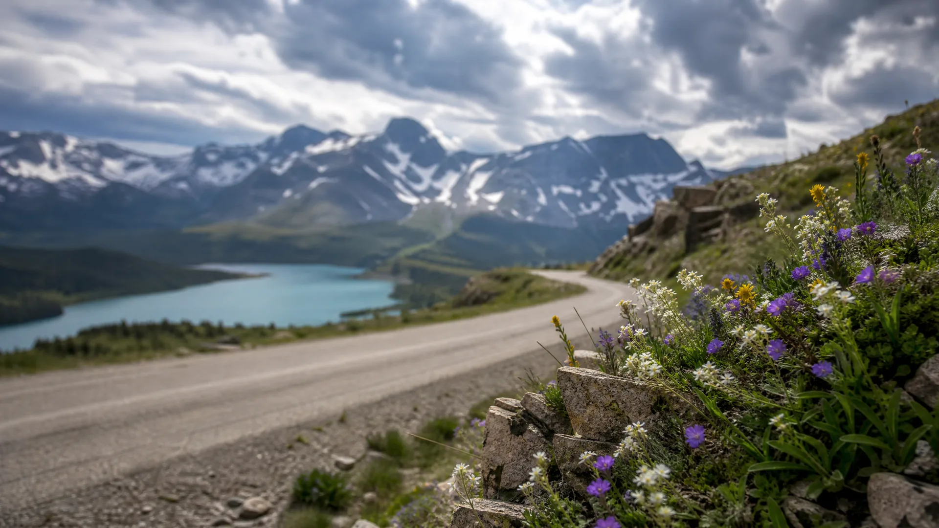 A gravel road curves along a slope above a turquoise lake, with snow-patched mountains and cloudy sky behind and purple and white wildflowers growing among rocks in the foreground.