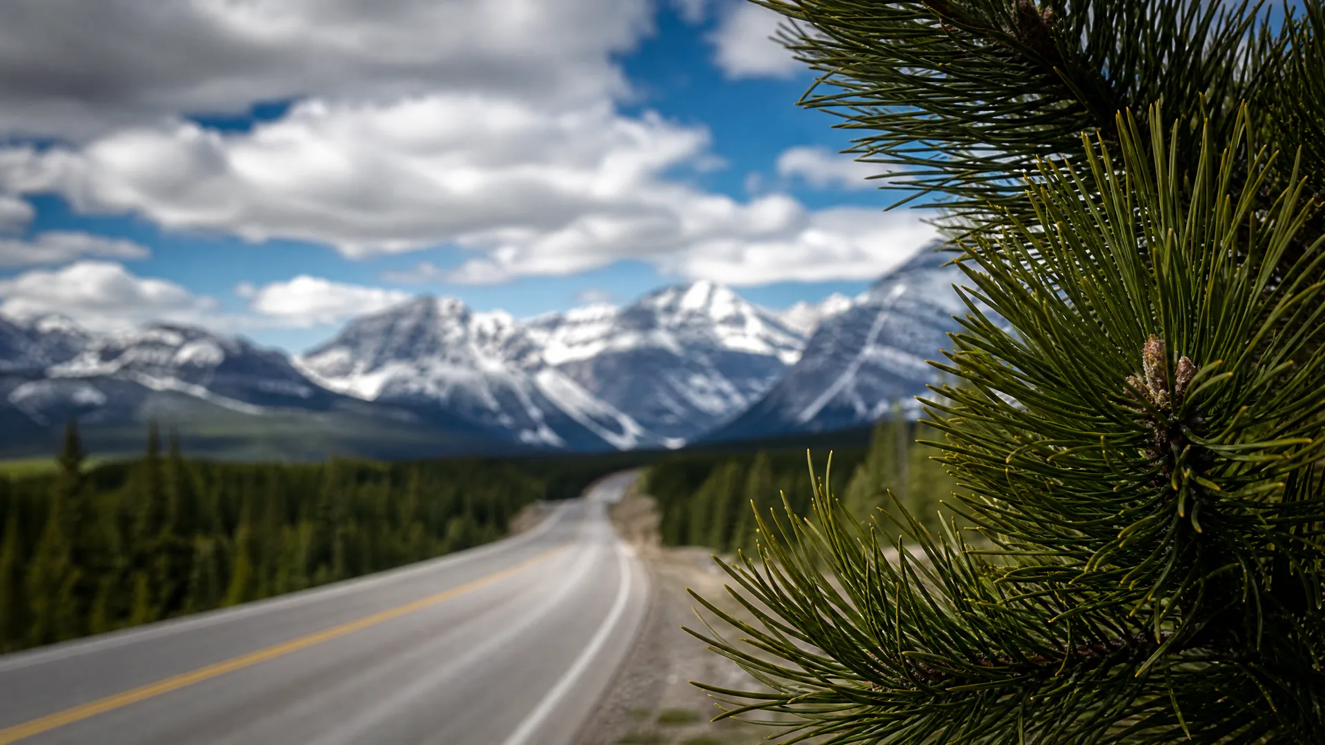 A two-lane highway curves through conifer forest toward snow-capped mountains under a partly cloudy sky, with a pine branch in sharp focus in the right foreground.